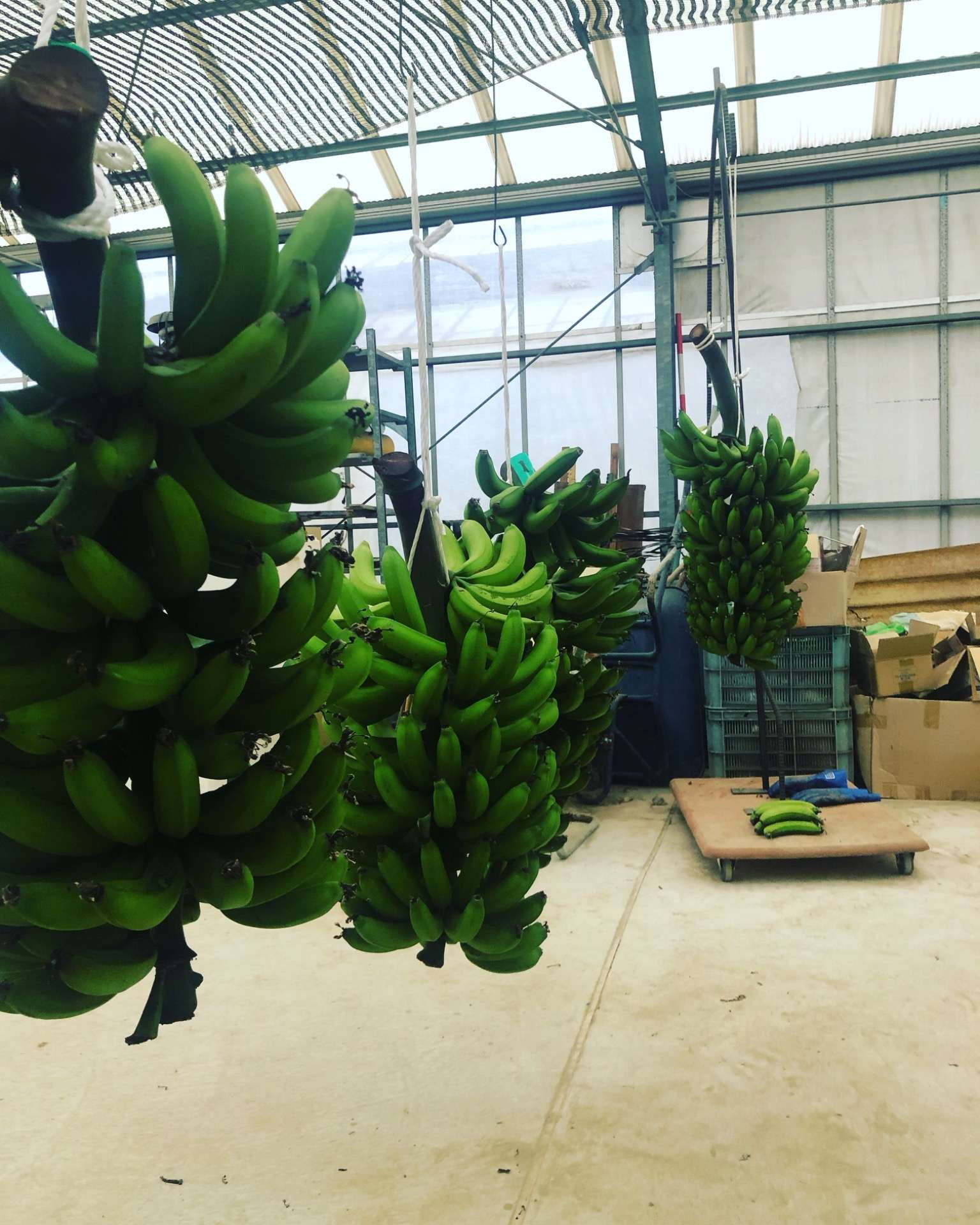 収穫イベントにバナナ全房