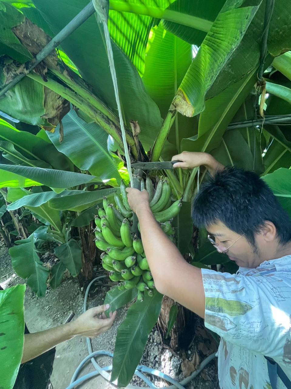 バナナ収穫体験