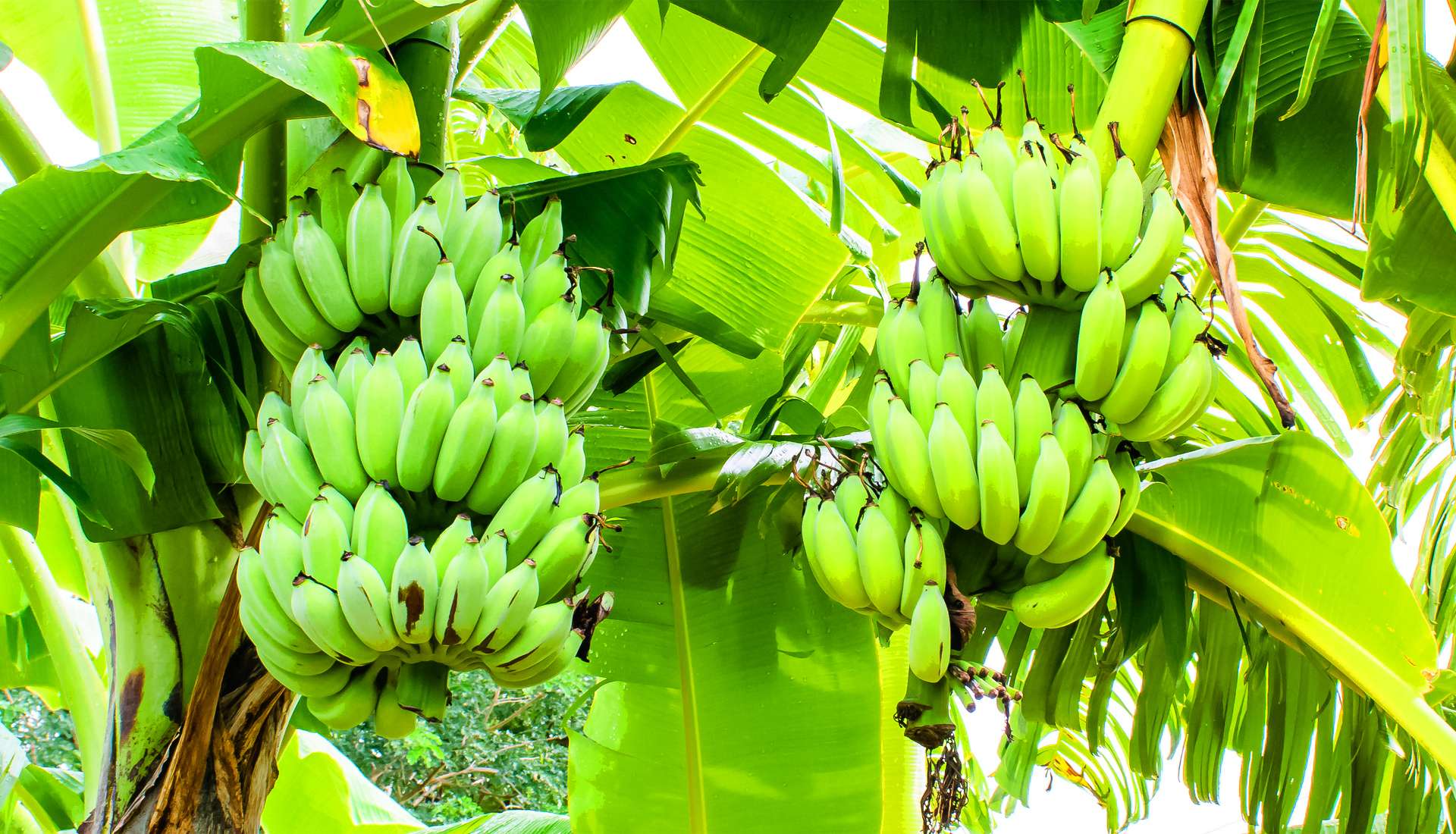 有機無農薬栽培バナナ